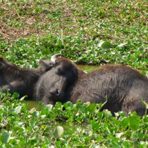 Also the Buffalos are lazy in the midday heat